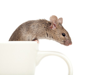 mouse in a cup isolated on white