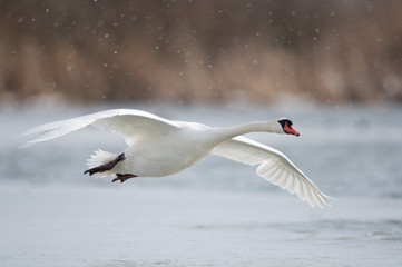 Fliegender Höckerschwan