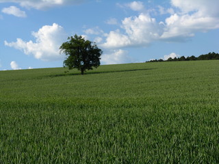 Fototapeta premium Baum im Getreidefeld
