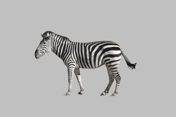 Zebra 2