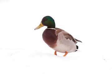 Obraz premium Enten auf Eis