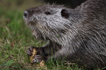 Nutria