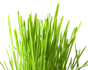 Fototapeta premium Isolated green grass on white background