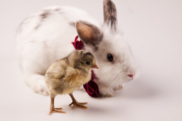 Rabbit and chicken