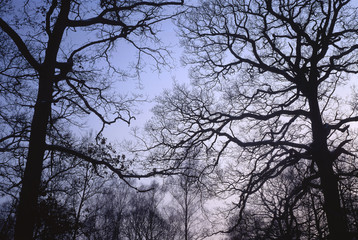 france,78 : forêt au crépuscule