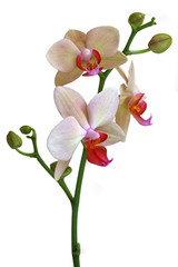 Tige orchidée phalaenopsis clair avec boutons sur fond blanc