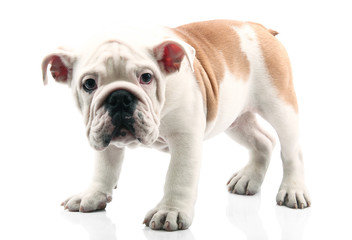 cucciolo di bulldog