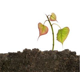 Tree shoot in soil isolated on white background