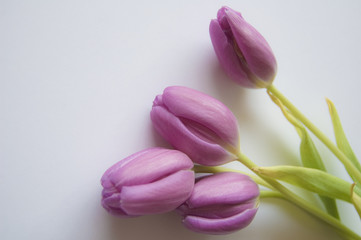 Fototapeta premium Spring flowers: tulips isolated
