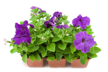 Purple petunia