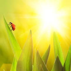 Ladybug sitting on a green grass
