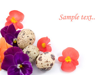 Quail eggs with flowers