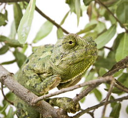chameleon