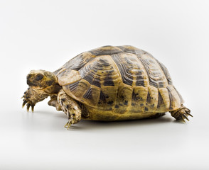 Tortoise