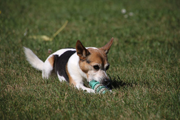 Jack-Russel mit seinem Spielzeug