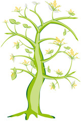 Obraz premium albero mimosa