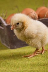 Christmas Chicken
