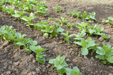 broad beans in the garden