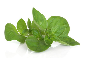 Marjoram Herb Leaf Sprig