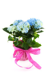 Blue Hydrangea with ribbon