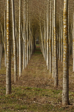 alignement d'arbres