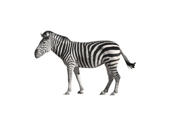 Zebra 2 white background