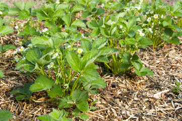 Young strawberry plants