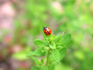 Marienkäfer auf Blatt