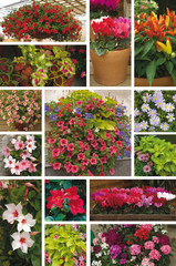 plantes annuelles à massif