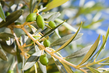 Junge Oliven am Baum