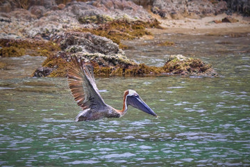 Flying pelican