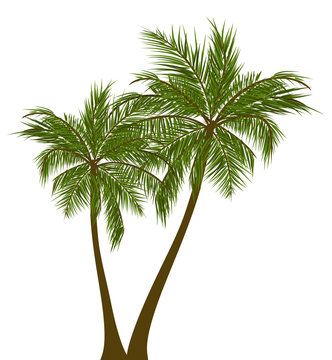 Palmen