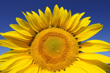 Flower of a sunflower