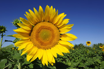 Flower of a sunflower