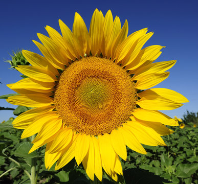 Flower of a sunflower
