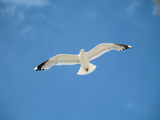 Obraz premium Frei............