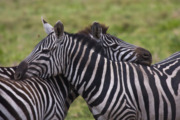 Fototapeta na wymiar Zebre in coppia