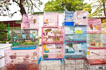 birds in a cage at the birds market in Hongkong