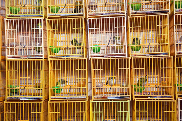 birds in a cage at the birds market in Hongkong