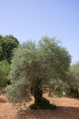 Olivenbaum auf Kreta