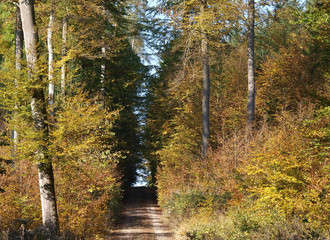 Waldweg