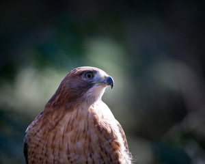 Hawk