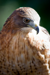 Hawk