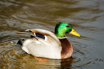 colvert