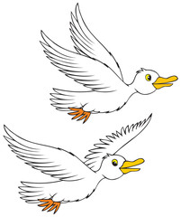 flying sea gulls