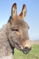 Donkey