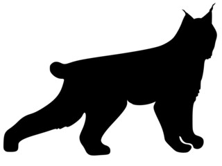 silhouette of lynx
