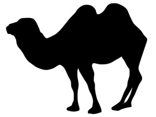 dromedary