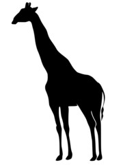 Fototapeta premium silhouette of giraffe