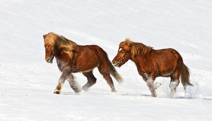 Obraz premium Isländer